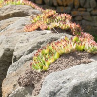Common Houseleek